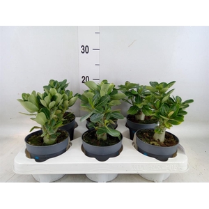 Adenium obesum