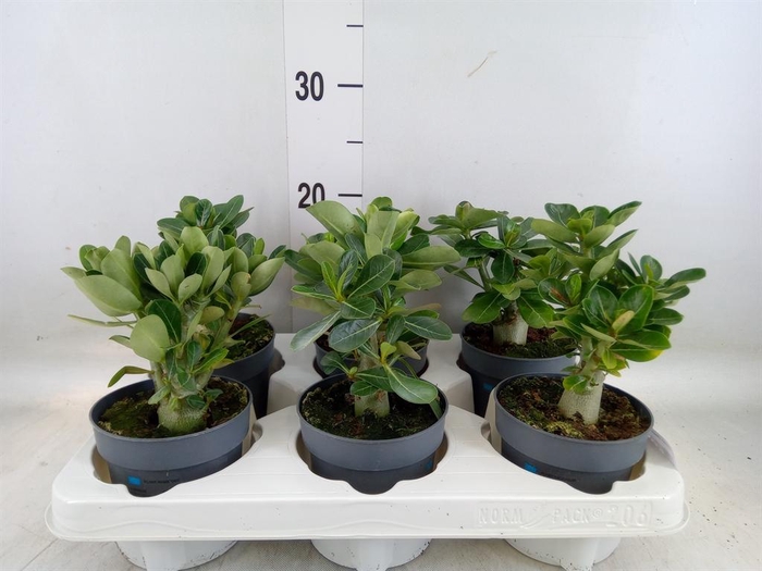 <h4>Adenium obesum</h4>