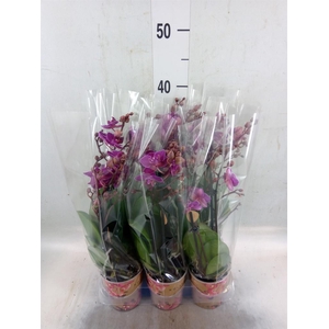 Phalaenopsis multi. 'Ant Stuttgart'