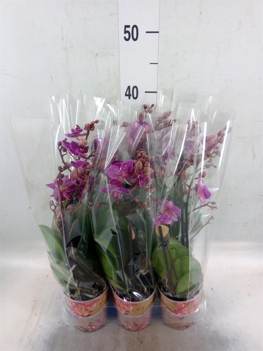 <h4>Phalaenopsis multi. 'Ant Stuttgart'</h4>