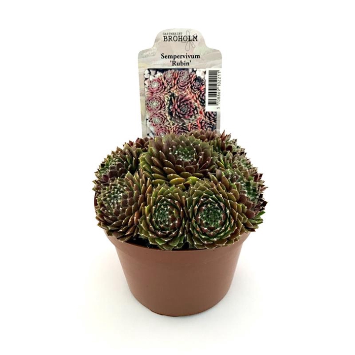 <h4>SEMPERVIVUM-HYBRID P11 Z. ETIKET</h4>