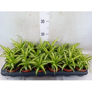 Chlorophytum com. 'Variegatum'