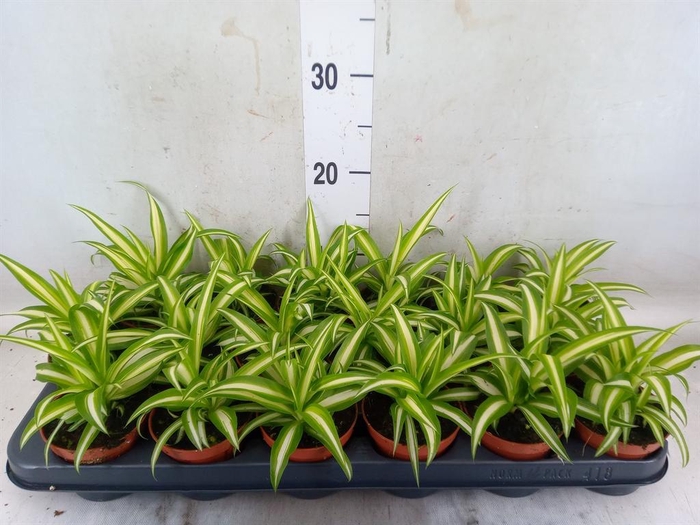 <h4>Chlorophytum com. 'Variegatum'</h4>