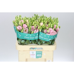 Eust Du Lisanne L Pink