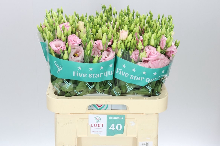 <h4>Eust Du Lisanne L Pink</h4>