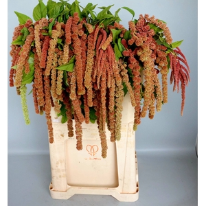 AMAR CA CORAL FOUNTA