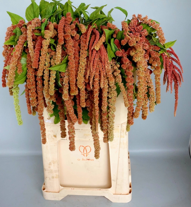 <h4>AMAR CA CORAL FOUNTA</h4>