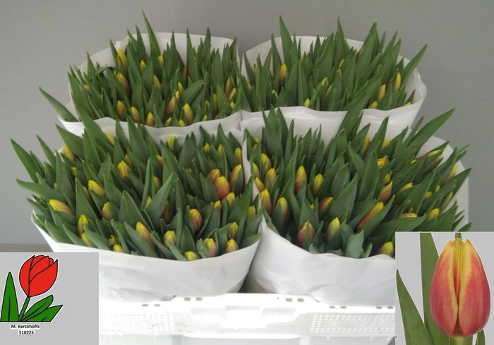 <h4>TU EN JAN SEIGNETTE</h4>