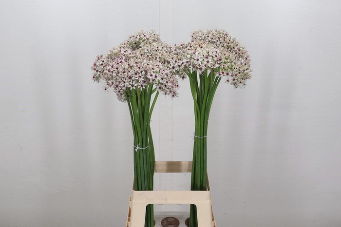 <h4>Allium Silverspring</h4>