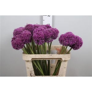 Allium Giganteum