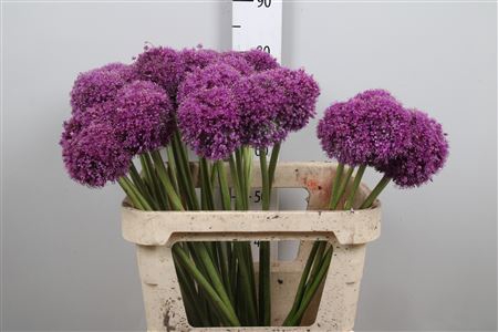 <h4>Allium Giganteum</h4>