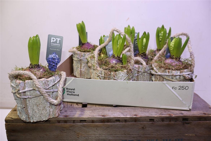 <h4>arr8 Arr Hyac Blauw In Houtschors Potje</h4>