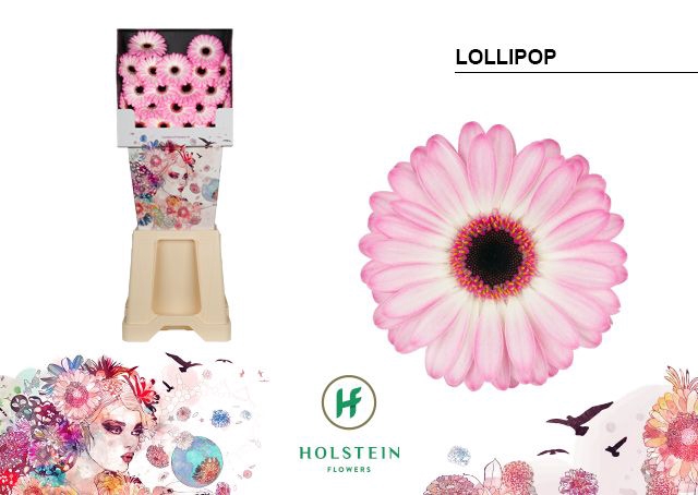 <h4>GE MI LOLLIPOP Diamond x80</h4>