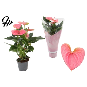 Anthurium 14 cm Sweet Dream in Couture sleeve