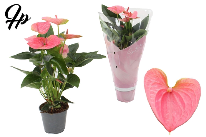 <h4>Anthurium 14 cm Sweet Dream in Couture sleeve</h4>