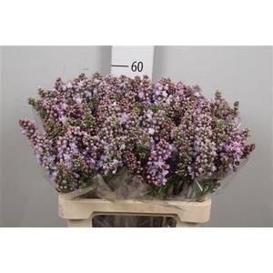 Syr V Michel Buchner 2+