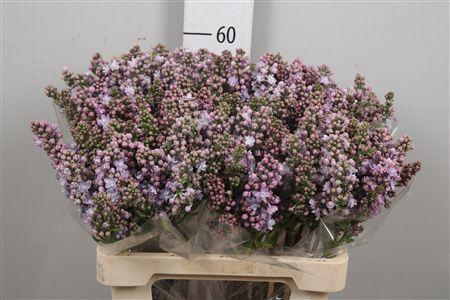 <h4>Syr V Michel Buchner 2+</h4>