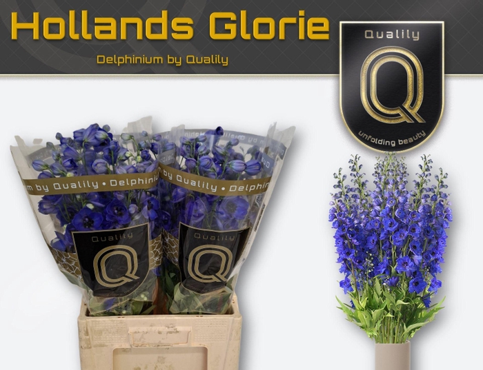 <h4>Delphinium DU 'Delphis Holl Glorie'</h4>