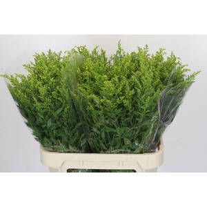 Solidago Golden Glory