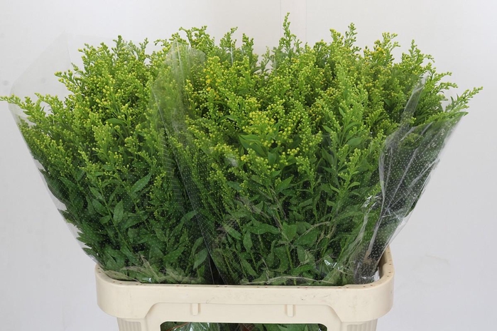 <h4>Solidago Golden Glory</h4>