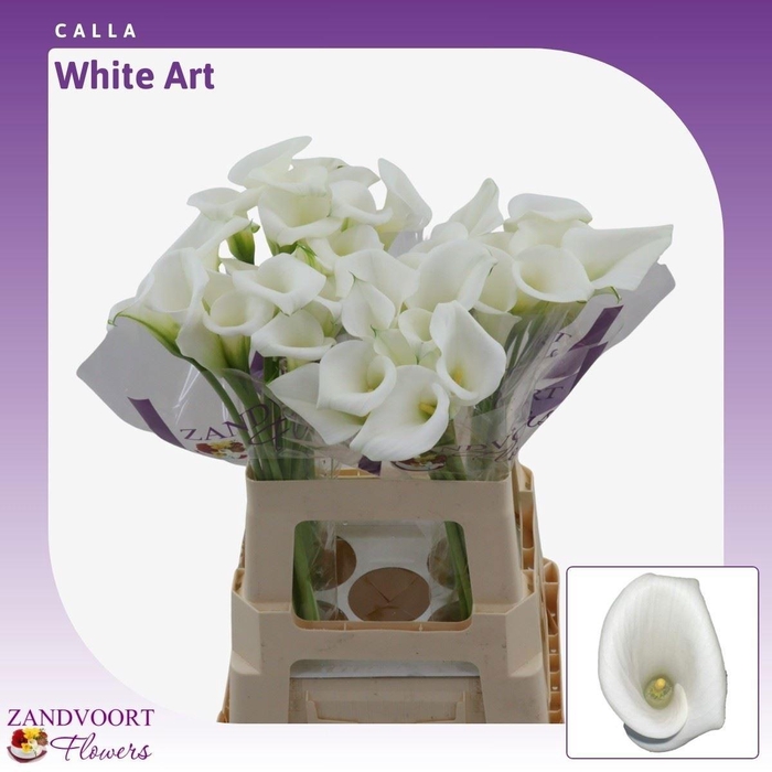<h4>ZANT WHITE ART</h4>