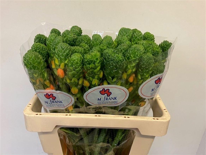 <h4>ORNIT DB SUPER STAR</h4>