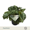 Begonia Silver Jewell