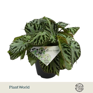 Begonia Silver Jewell