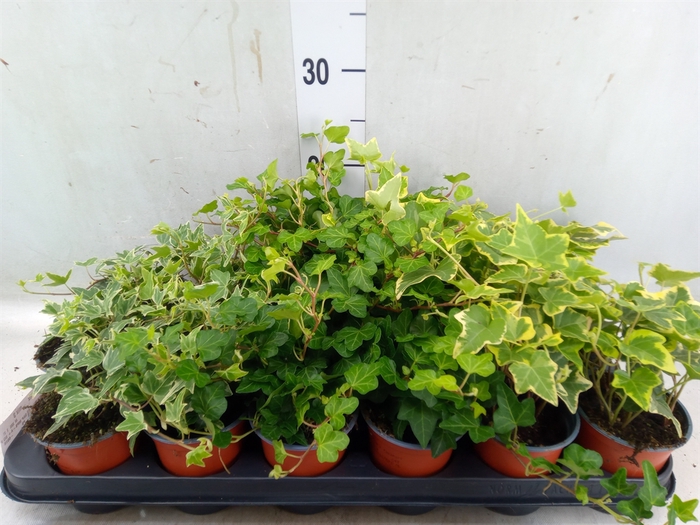 <h4>Hedera helix   ...mix 3</h4>