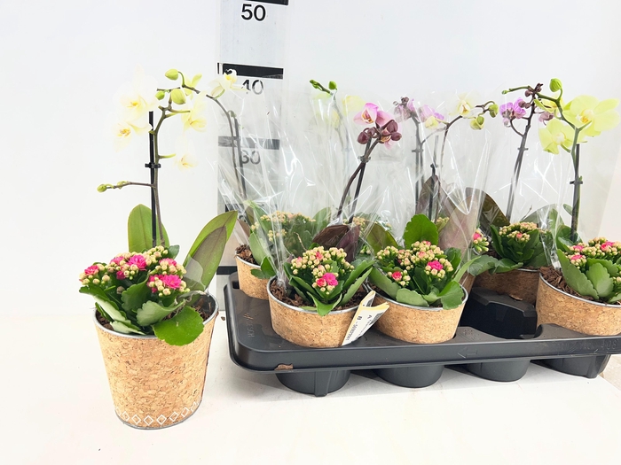 <h4>ARR PHAL 1 TAK</h4>