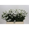 Limonium sinuatum Silvery Sun Birds