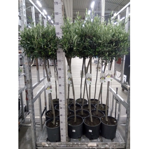 Olea europaea