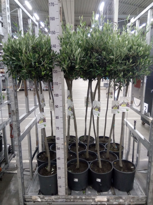 <h4>Olea europaea</h4>