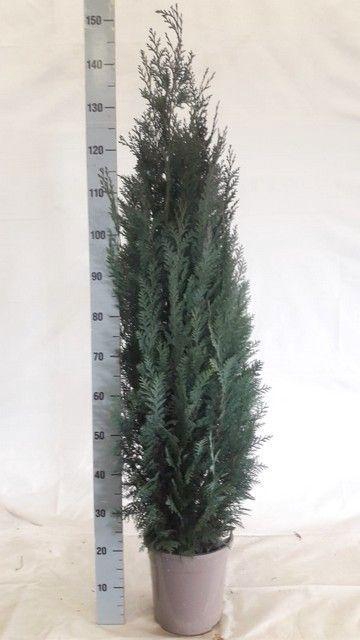 <h4>CHAM L COLUMNARIS</h4>
