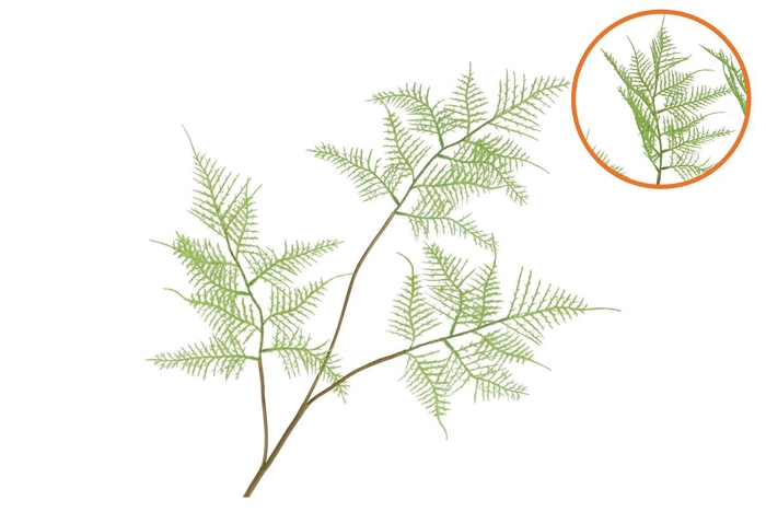 <h4>Silk Fern Asparagus Light Green 87cm</h4>