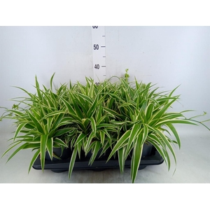 Chlorophytum com. 'Ocean'