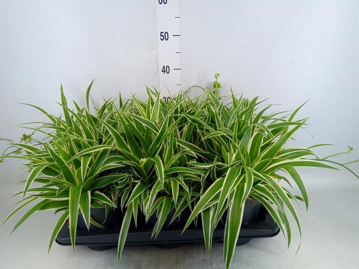 <h4>Chlorophytum com. 'Ocean'</h4>