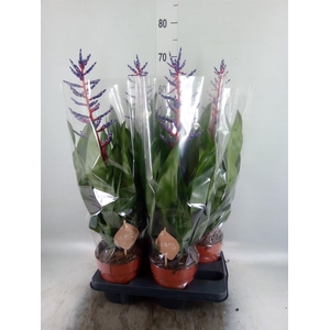 Aechmea  'Blue Rain'