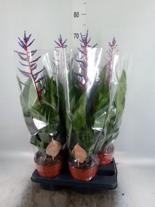 <h4>Aechmea  'Blue Rain'</h4>
