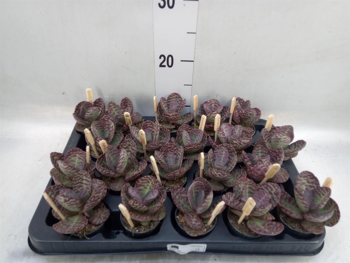 <h4>Kalanchoe humilis 'Surpris Desert'</h4>