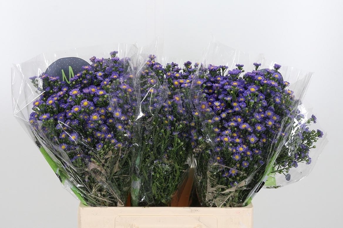 <h4>Ast Teeny Tiny Blue</h4>