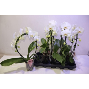 arr8 Phal An Glasgow Mirror