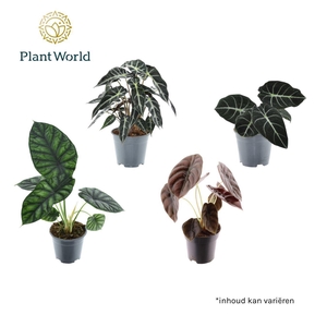 Alocasia gemengd