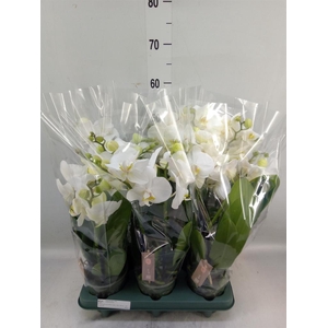 Phalaenopsis  'Spirit White'