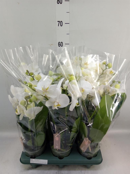 Phalaenopsis  'Spirit White'
