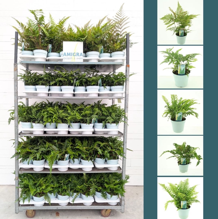 <h4>Fern Mix Trolley (Outdoor) P17</h4>