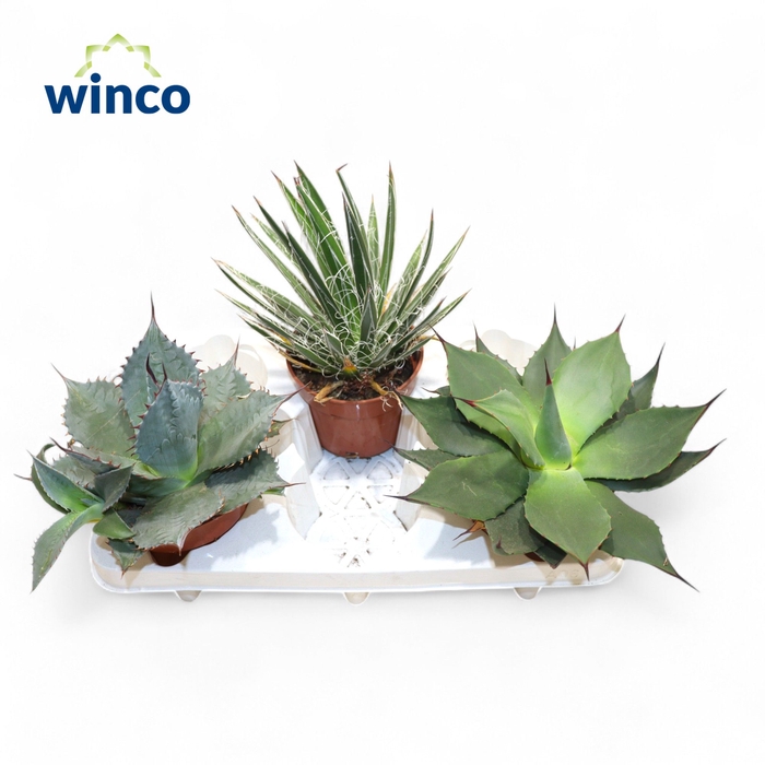 <h4>Agave mix XL</h4>