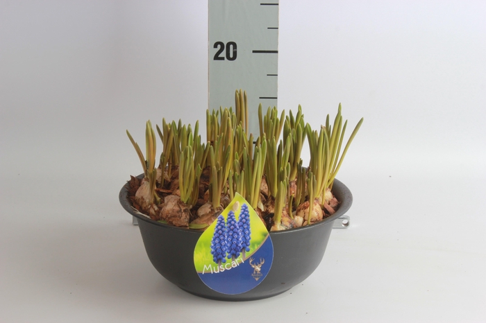 <h4>ARR MUSCARI</h4>