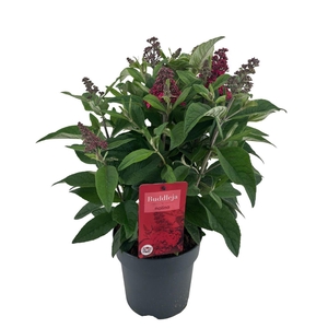 BUDD BFC LITTLE RUBY