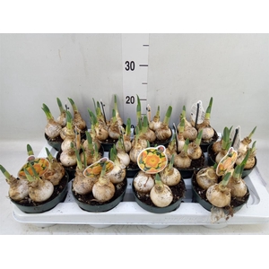 Narcissus LC 'Bright Corsage'